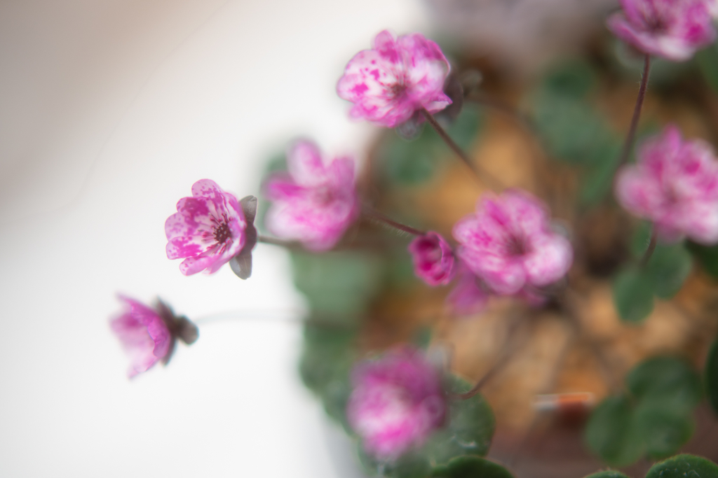 f:id:Paradisia:20190308204242j:plain f:id:Paradisia:20190308204242j:plain