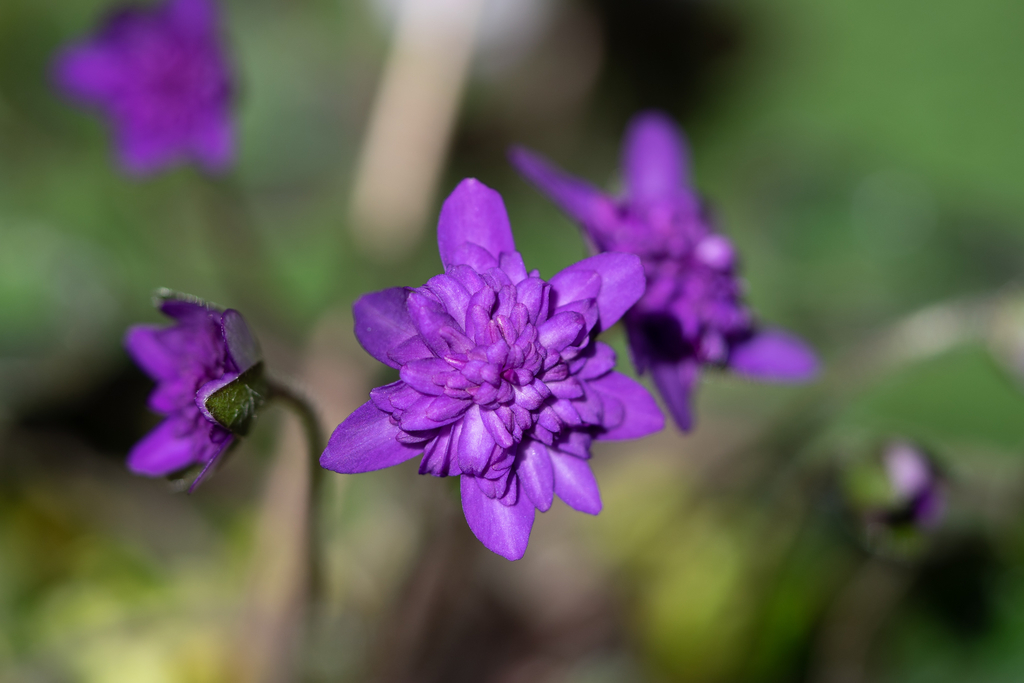 f:id:Paradisia:20190308204744j:plain f:id:Paradisia:20190308204744j:plain