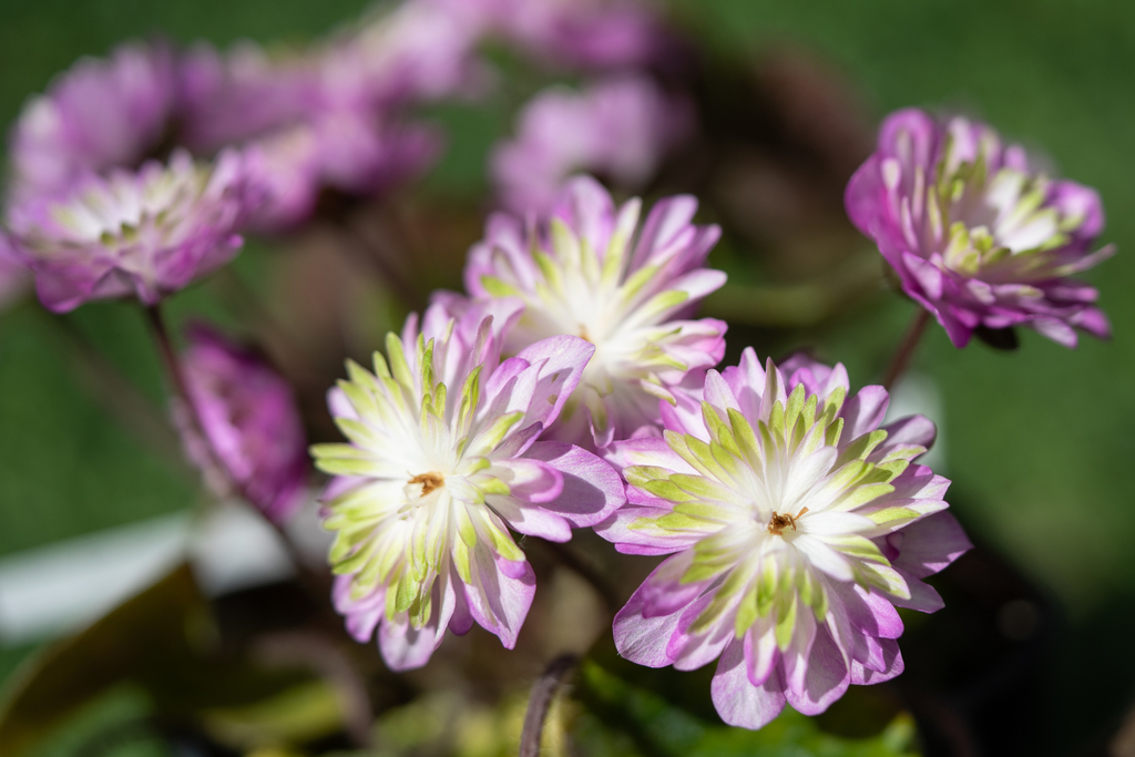 f:id:Paradisia:20190308204803j:plain f:id:Paradisia:20190308204803j:plain