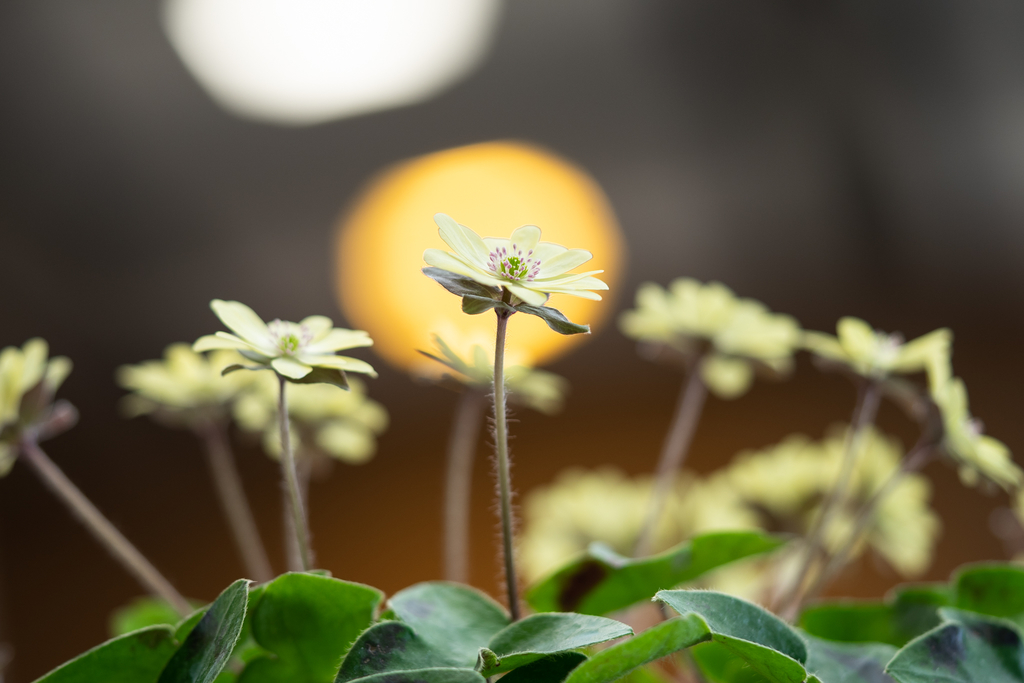 f:id:Paradisia:20190308204943j:plain f:id:Paradisia:20190308204943j:plain