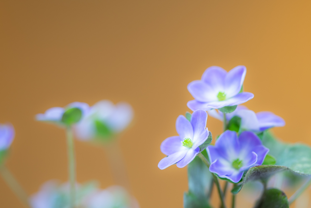 f:id:Paradisia:20190308205021j:plain f:id:Paradisia:20190308205021j:plain