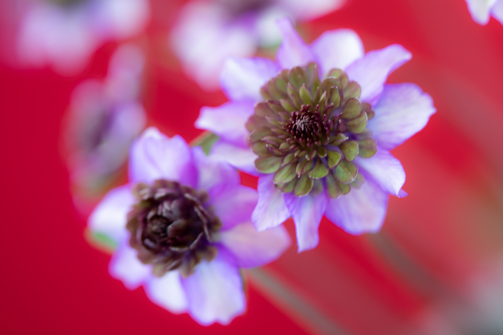 f:id:Paradisia:20190308205114j:plain f:id:Paradisia:20190308205114j:plain