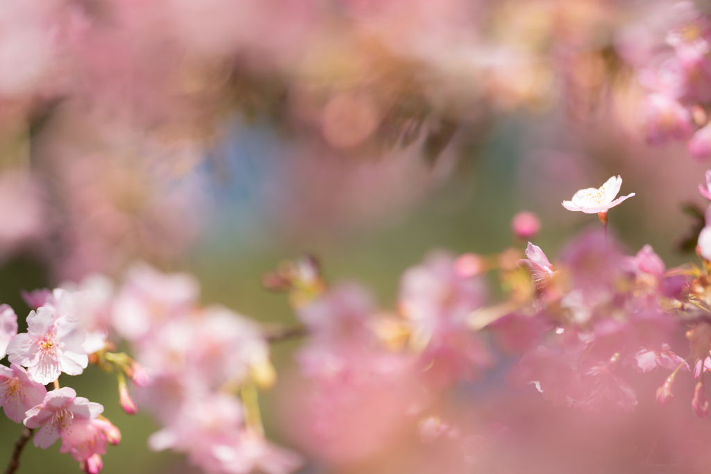 f:id:Paradisia:20190309181030j:plain