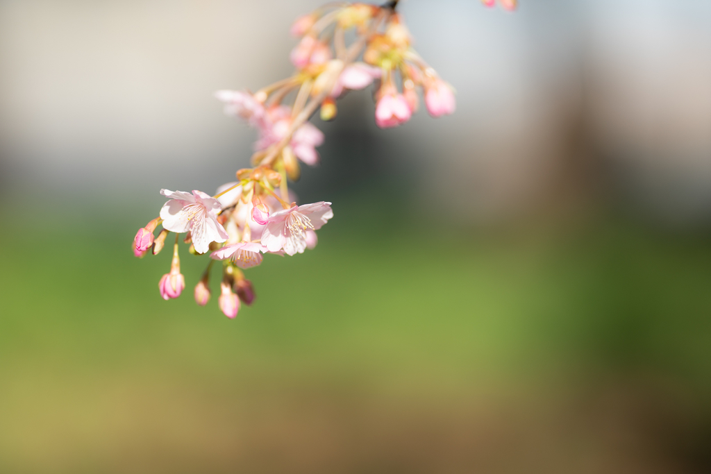 f:id:Paradisia:20190309181049j:plain