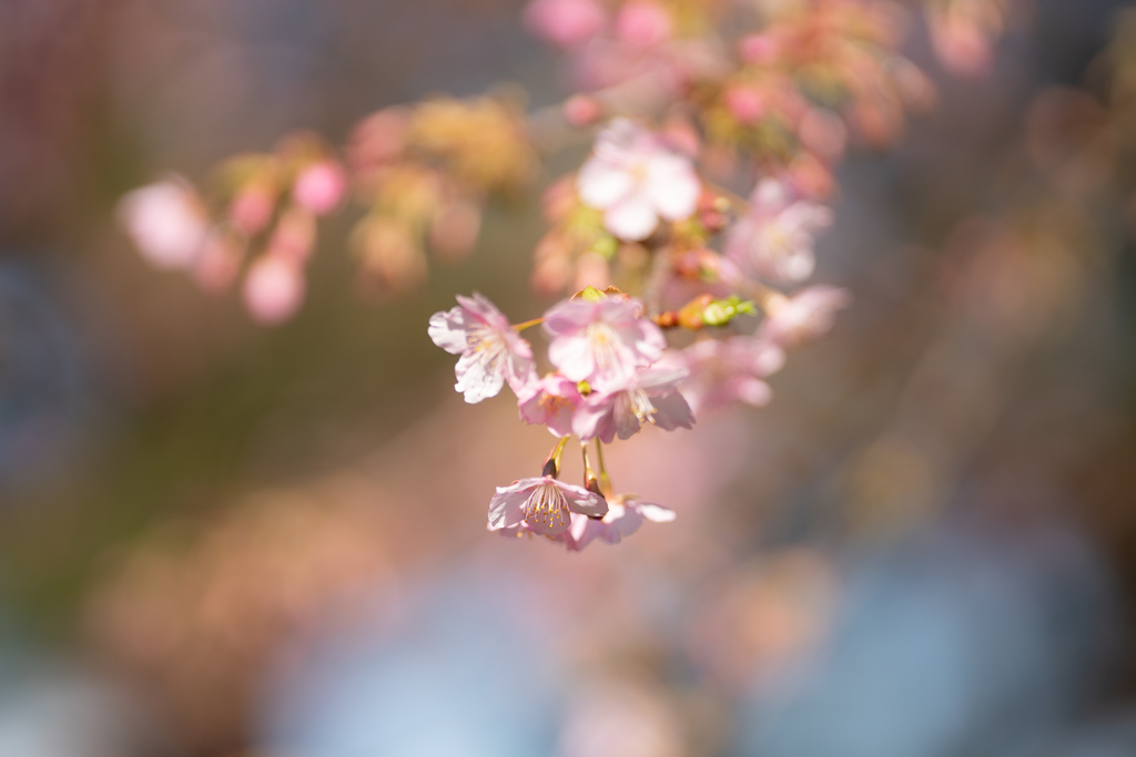f:id:Paradisia:20190309181111j:plain