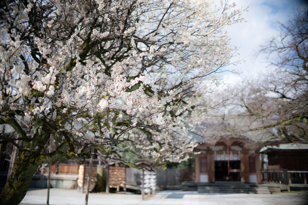 f:id:Paradisia:20190311165156j:plain f:id:Paradisia:20190311165156j:plain