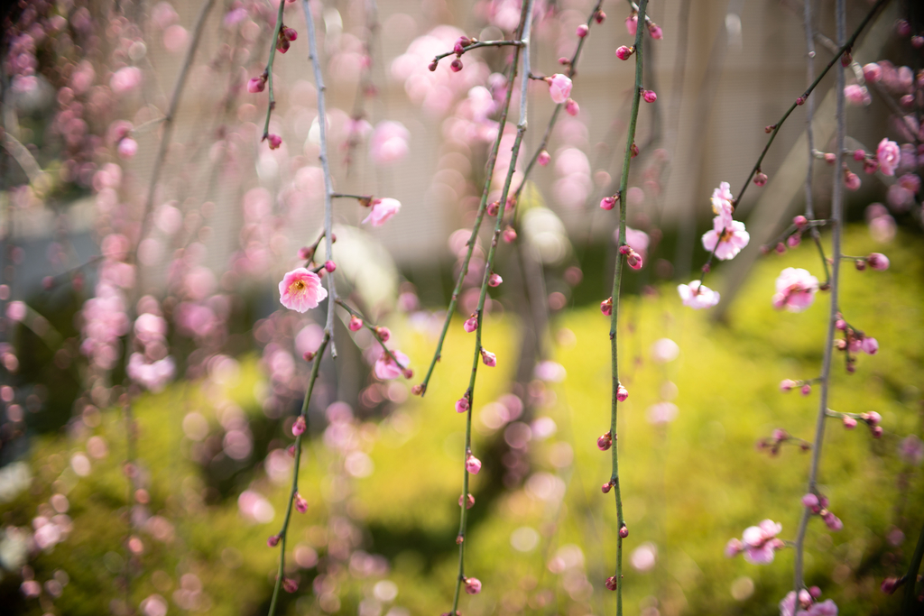 f:id:Paradisia:20190311165229j:plain