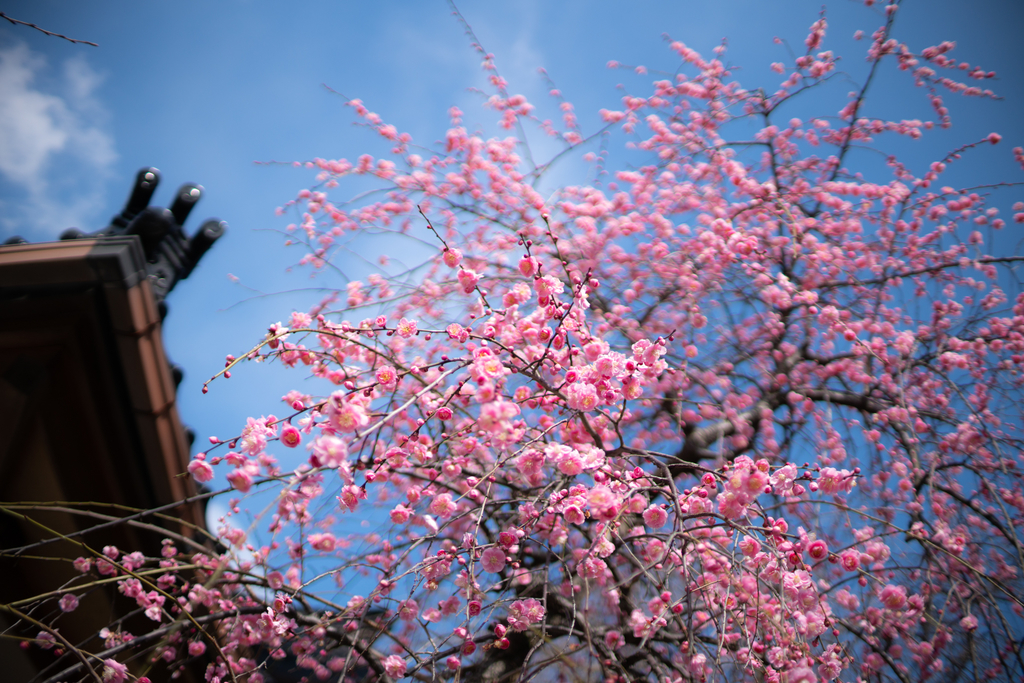 f:id:Paradisia:20190311165346j:plain f:id:Paradisia:20190311165346j:plain
