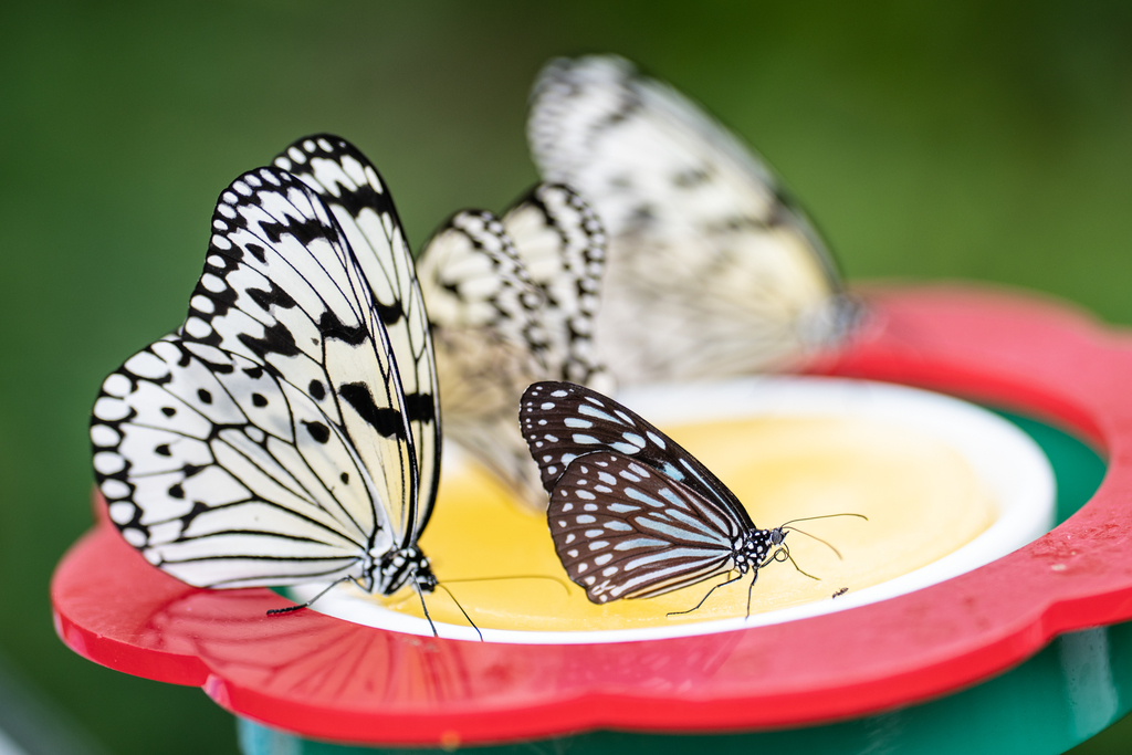 f:id:Paradisia:20190311203809j:plain f:id:Paradisia:20190311203809j:plain