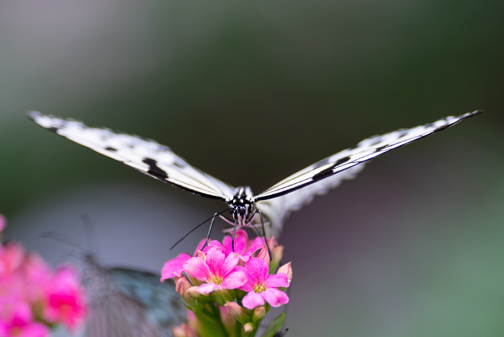 f:id:Paradisia:20190311203923j:plain