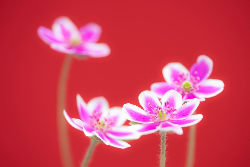 f:id:Paradisia:20190312104113j:plain f:id:Paradisia:20190312104113j:plain