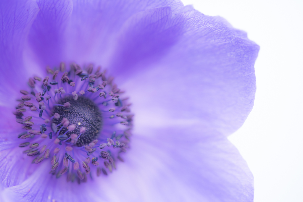 f:id:Paradisia:20190312122312j:plain f:id:Paradisia:20190312122312j:plain
