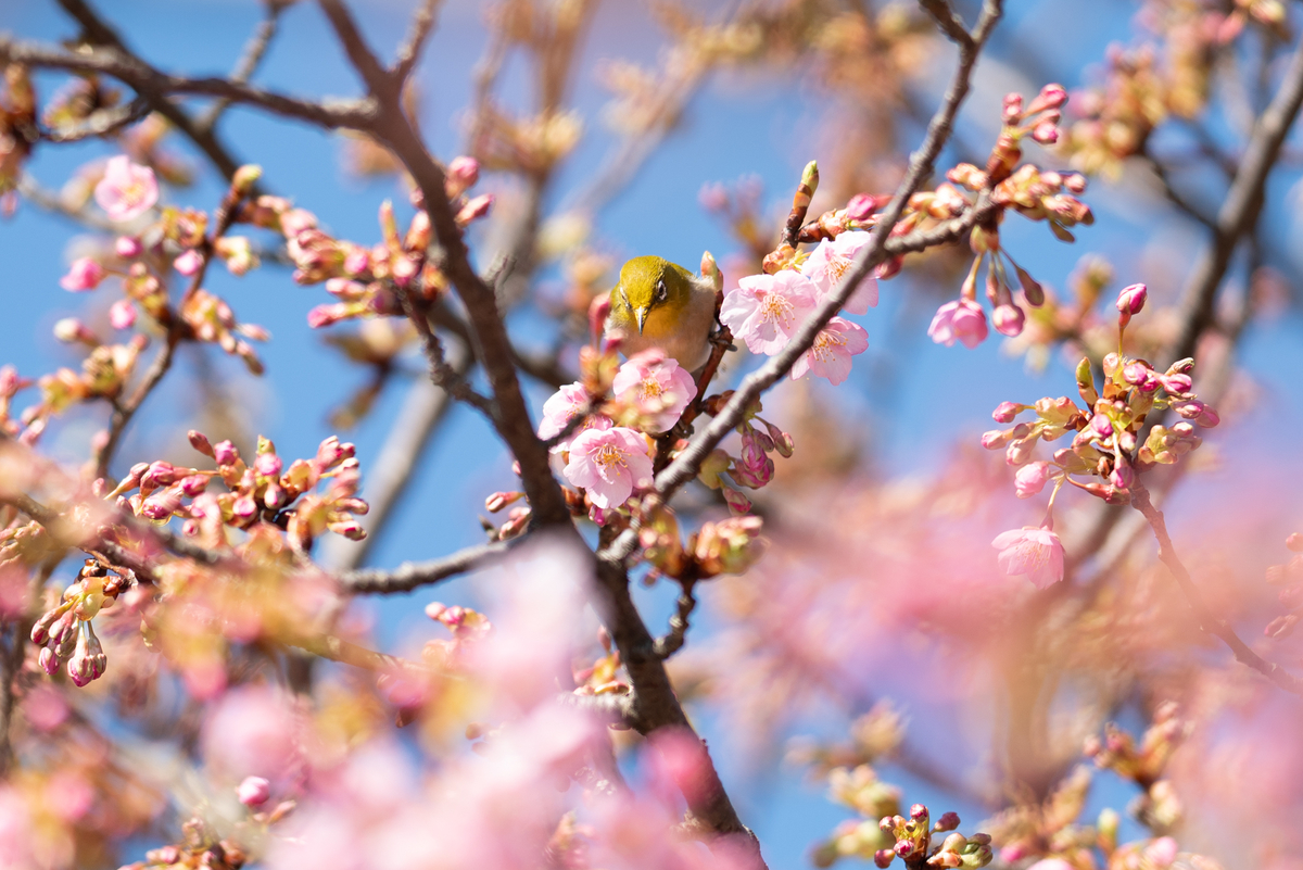 f:id:Paradisia:20190313201903j:plain f:id:Paradisia:20190313201903j:plain