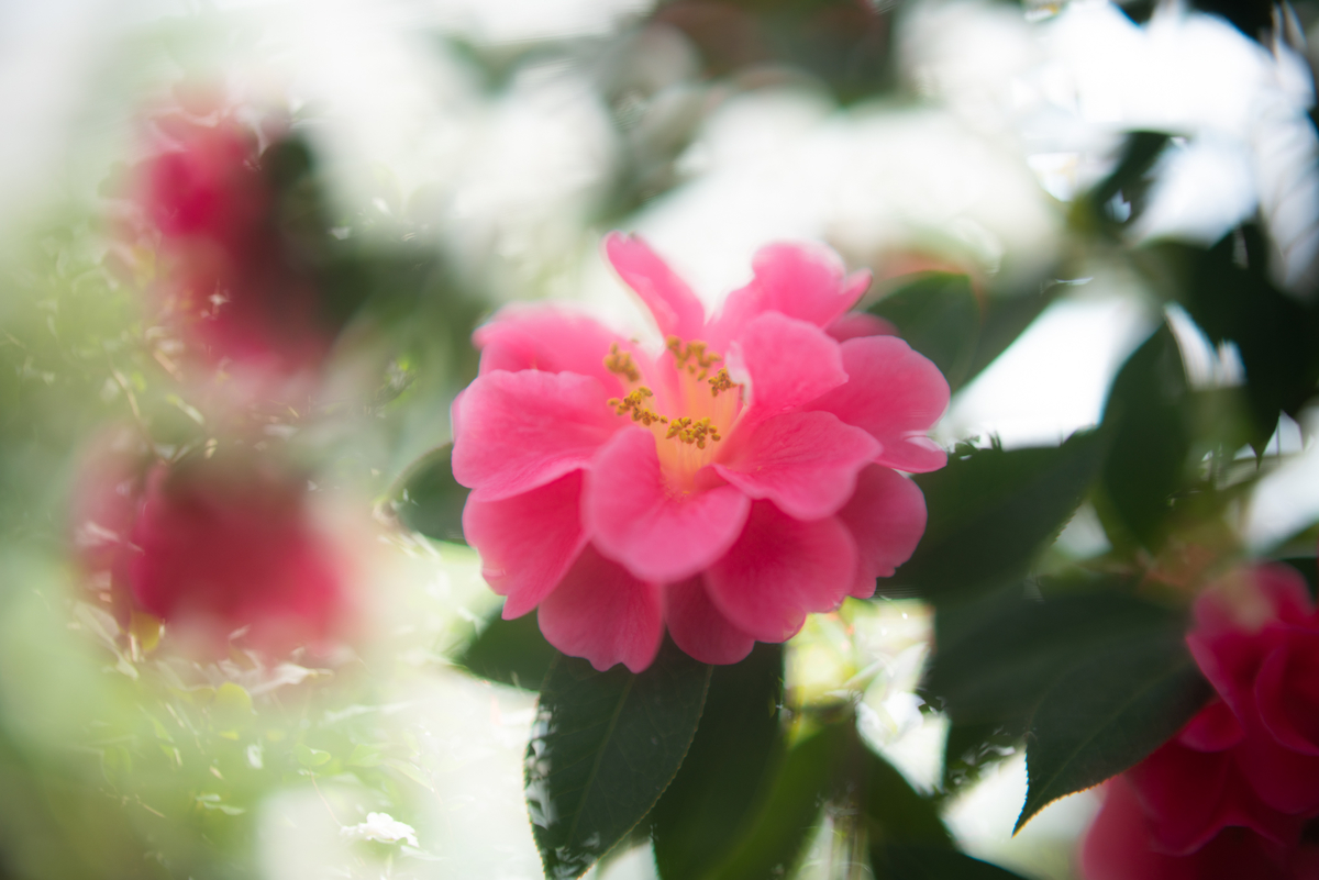 f:id:Paradisia:20190313204546j:plain