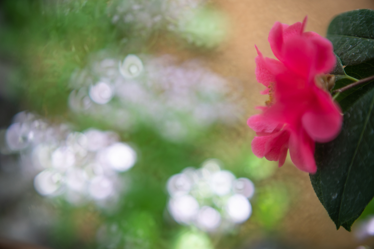 f:id:Paradisia:20190313204603j:plain