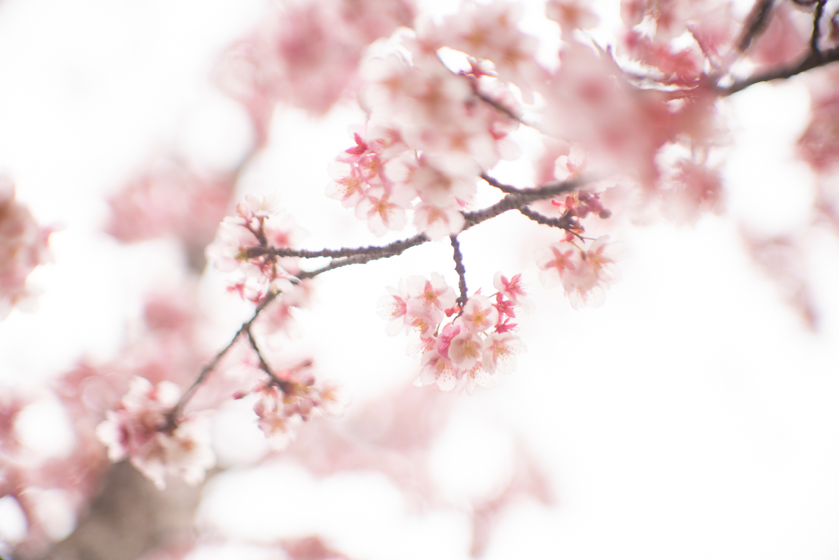 f:id:Paradisia:20190317124757j:plain f:id:Paradisia:20190317124757j:plain