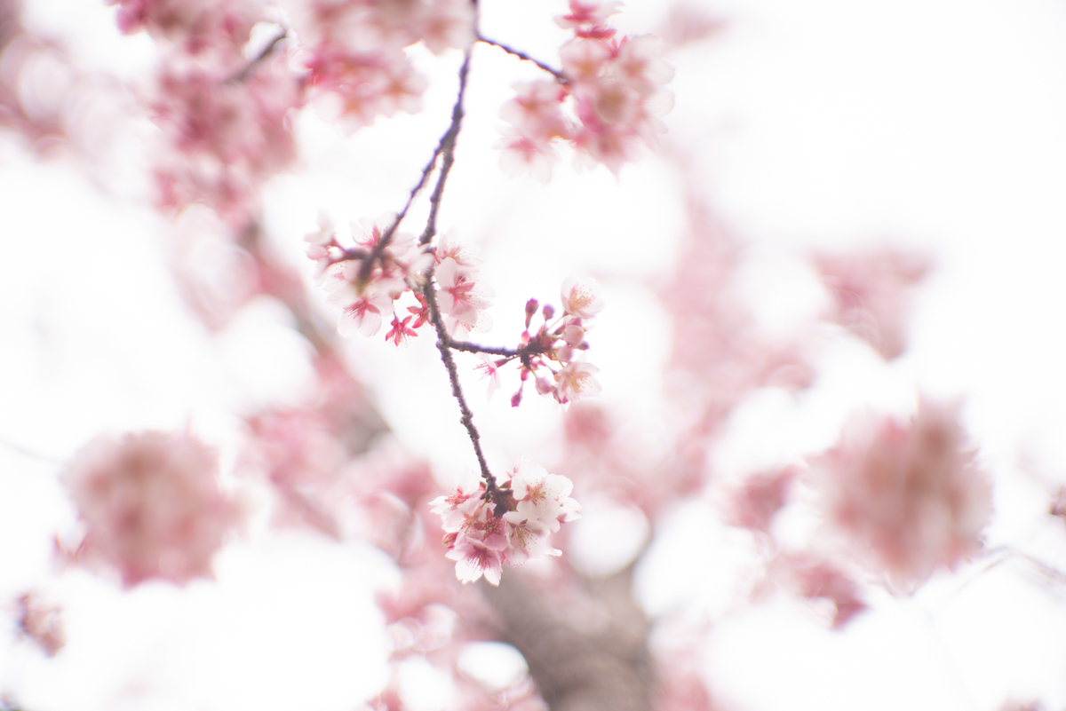 f:id:Paradisia:20190317124815j:plain f:id:Paradisia:20190317124815j:plain