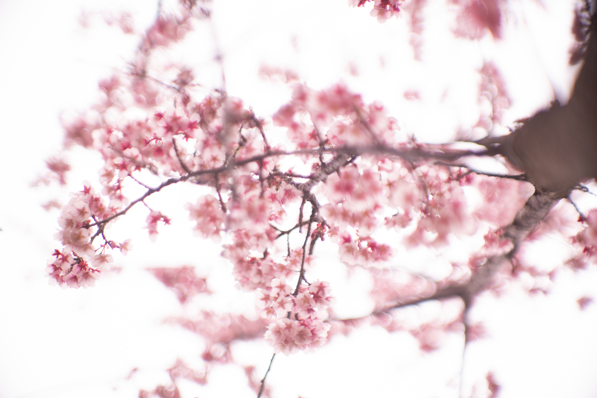 f:id:Paradisia:20190317124849j:plain
