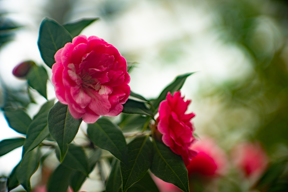 f:id:Paradisia:20190317155400j:plain