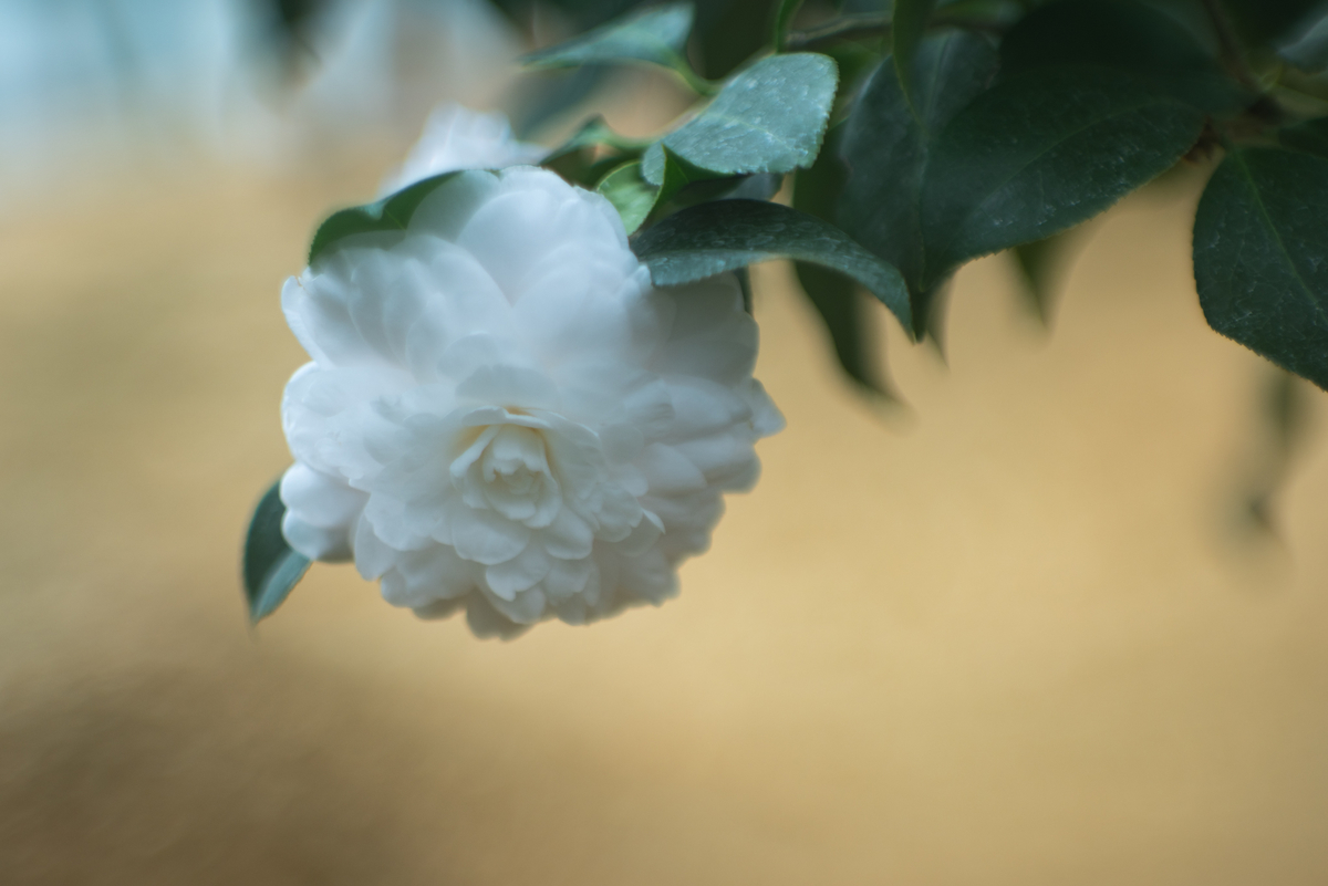 f:id:Paradisia:20190317155516j:plain