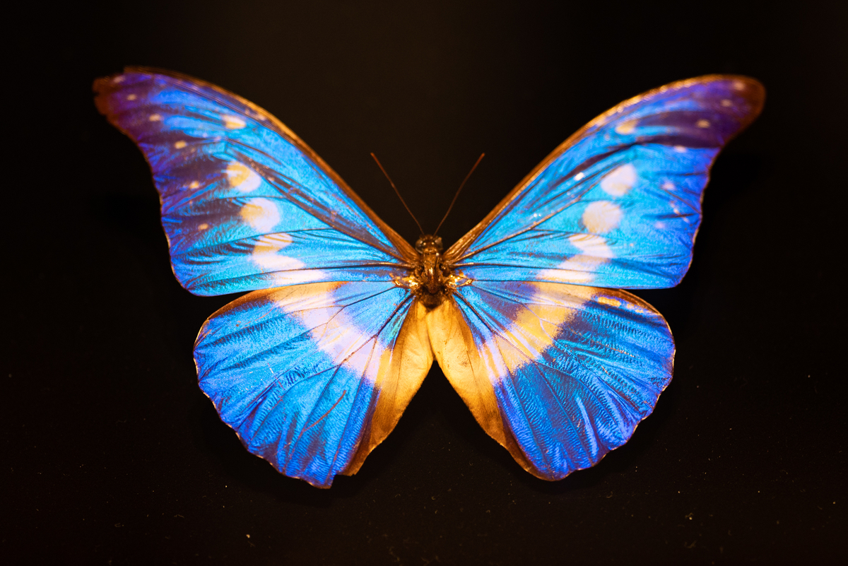 f:id:Paradisia:20190319061528j:plain