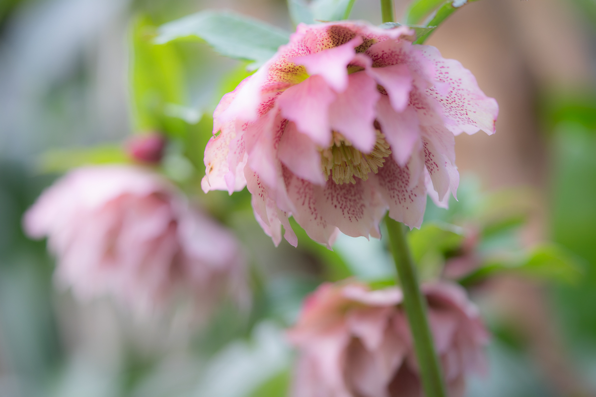 f:id:Paradisia:20190319155845j:plain