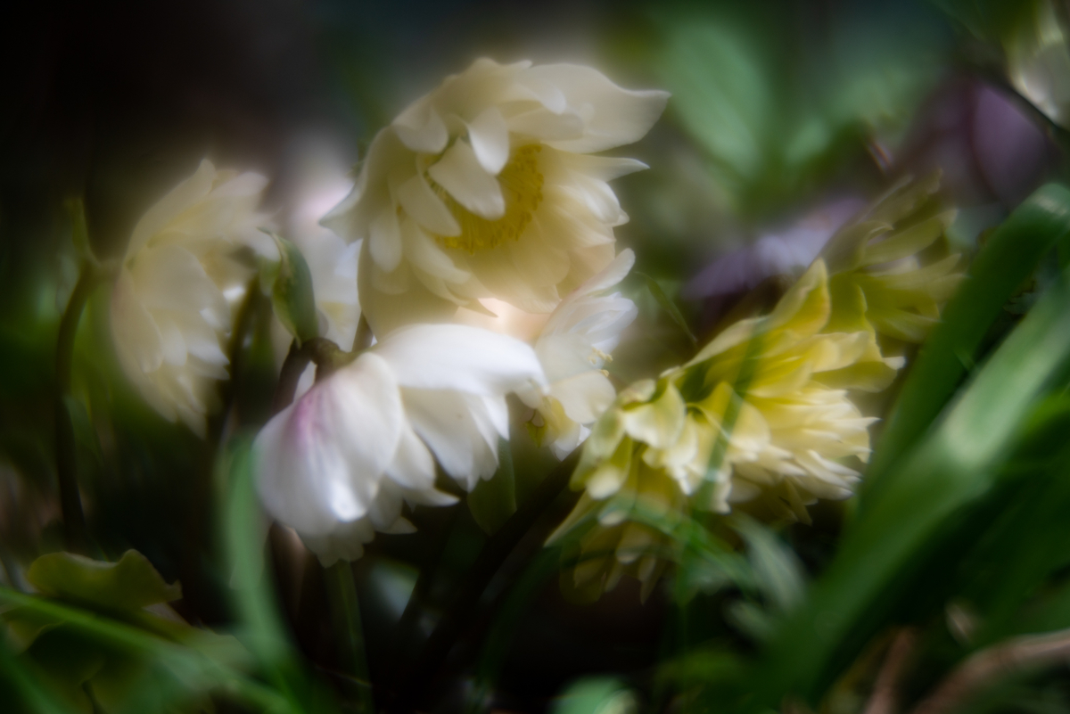 f:id:Paradisia:20190319162324j:plain f:id:Paradisia:20190319162324j:plain