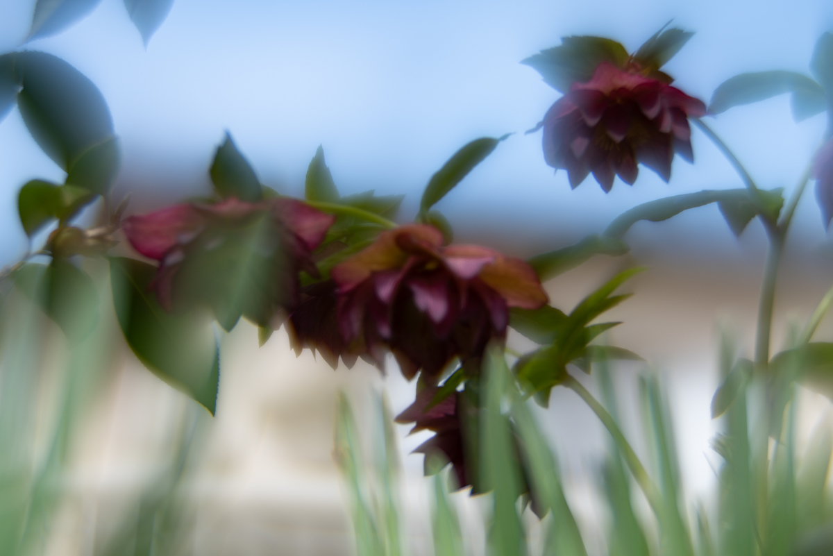 f:id:Paradisia:20190319162405j:plain f:id:Paradisia:20190319162405j:plain