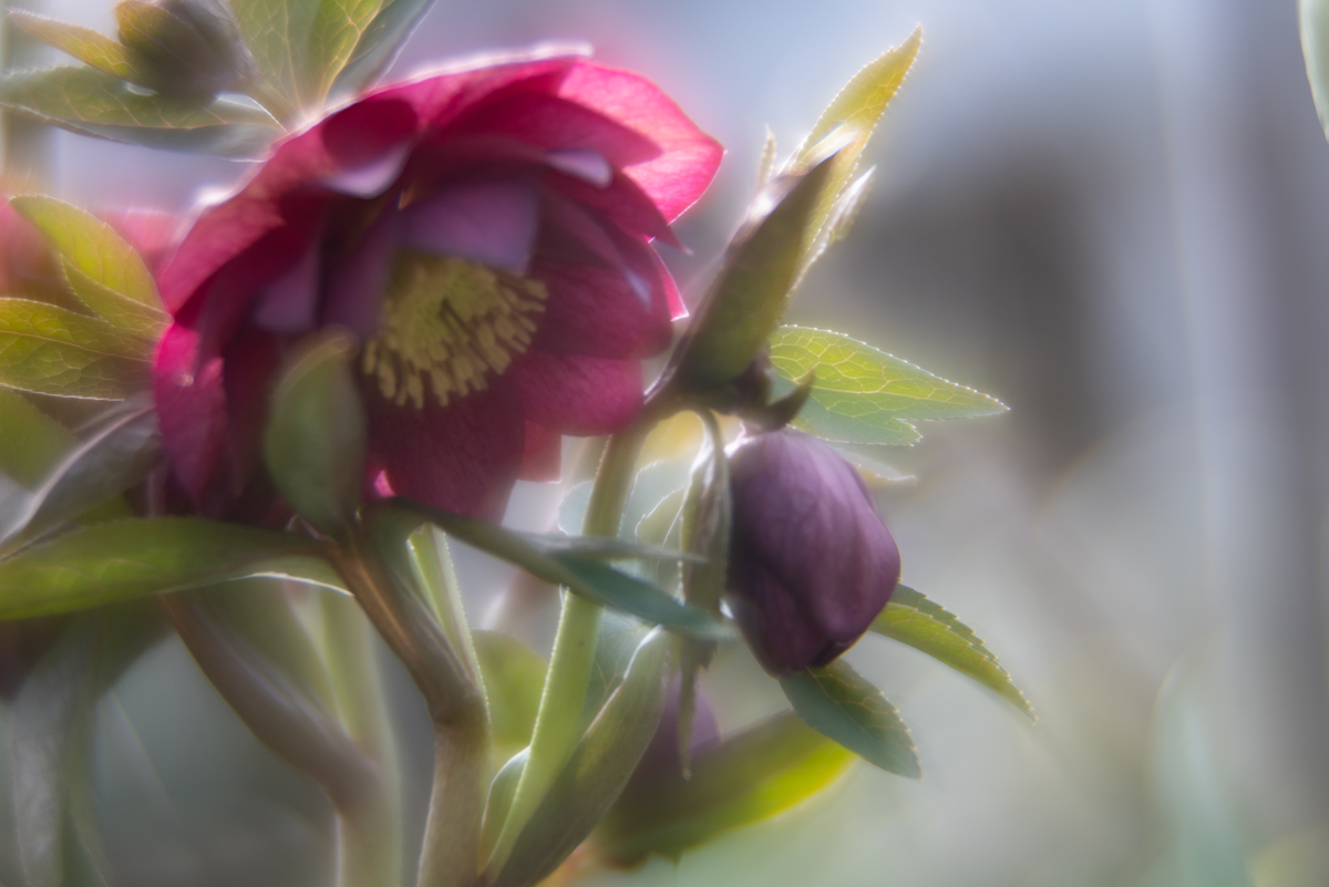 f:id:Paradisia:20190319162420j:plain f:id:Paradisia:20190319162420j:plain
