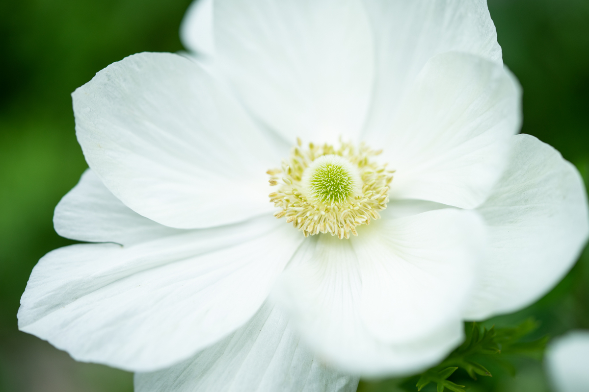 f:id:Paradisia:20190319170855j:plain