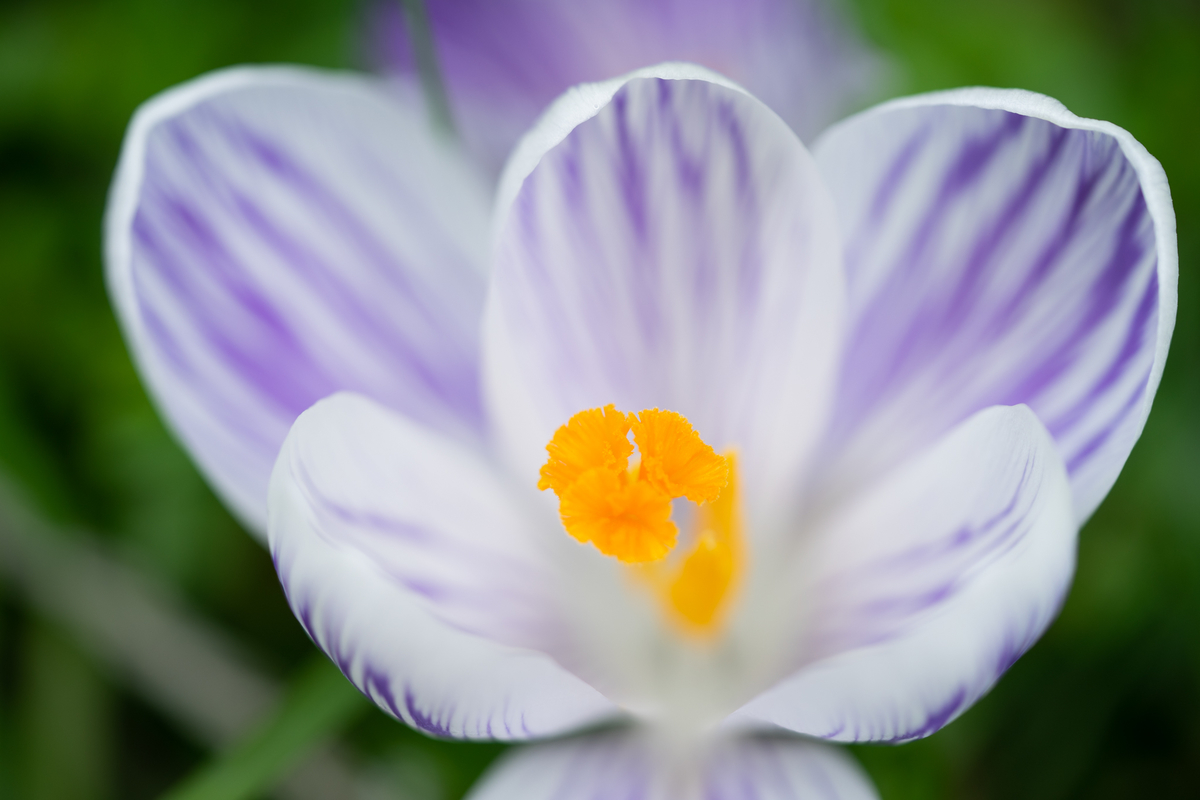 f:id:Paradisia:20190319171322j:plain
