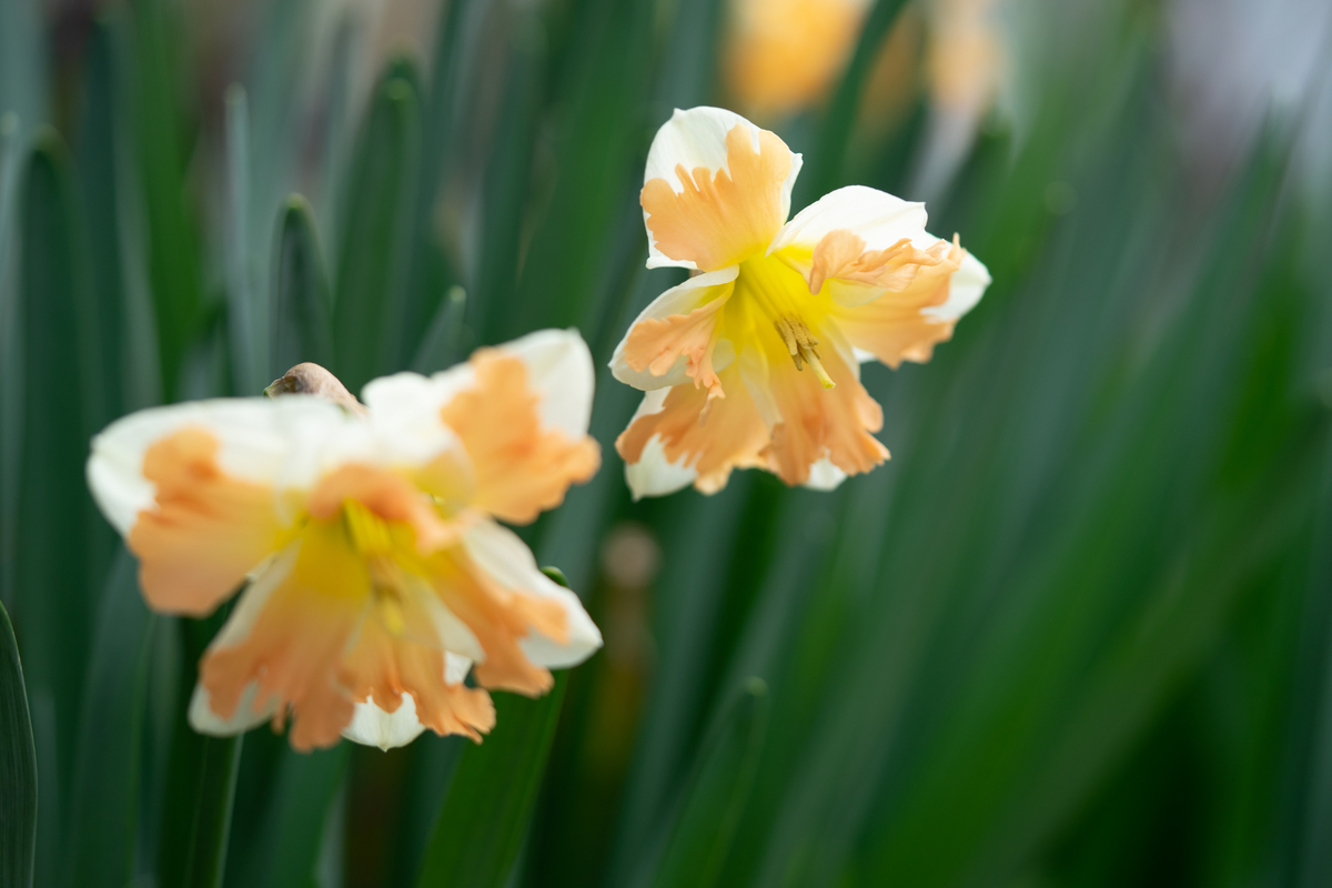 f:id:Paradisia:20190319171421j:plain