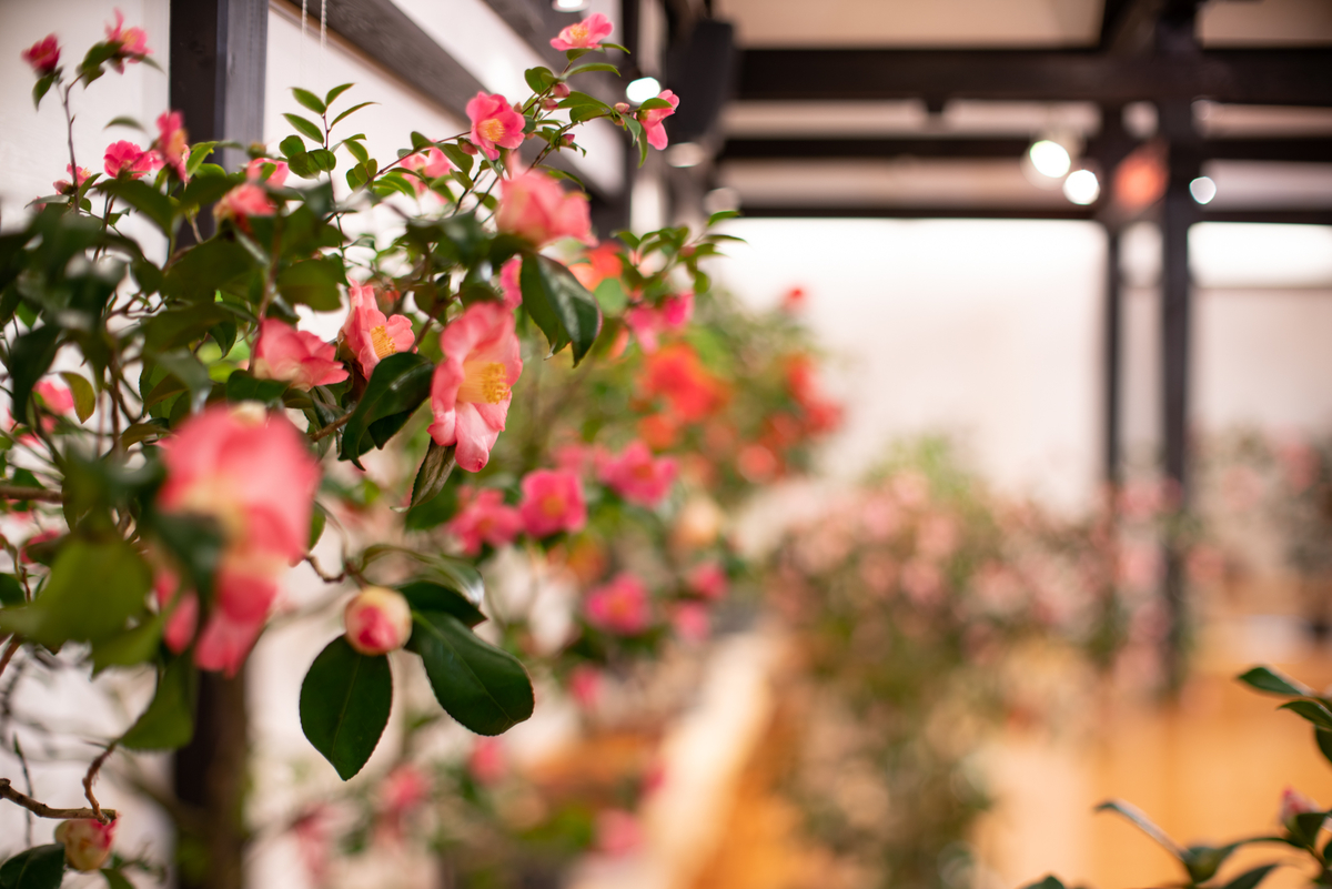 f:id:Paradisia:20190323172050j:plain