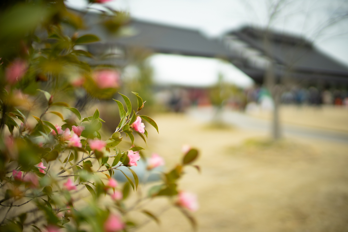 f:id:Paradisia:20190323172151j:plain