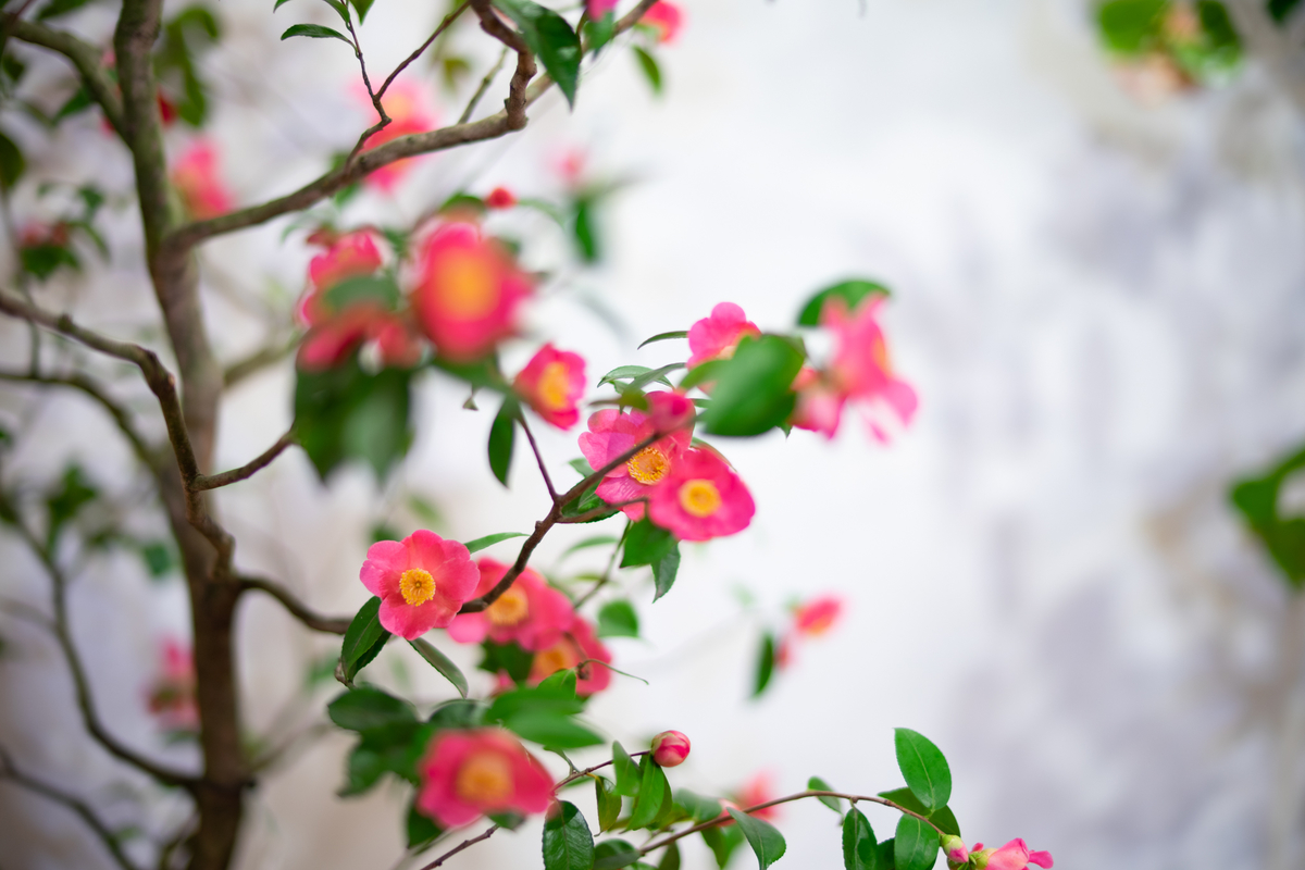 f:id:Paradisia:20190323172224j:plain