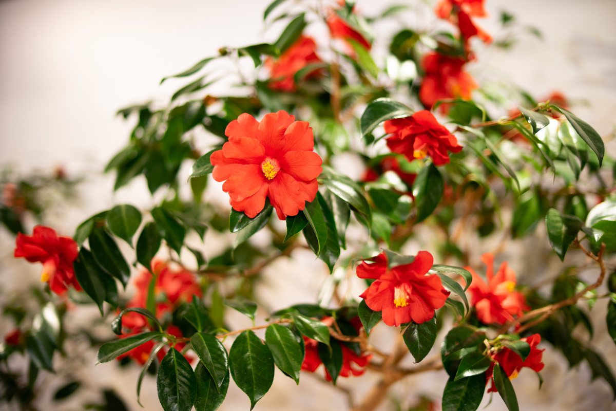 赤い花ばかり撮っていた いのくち椿まつり 光と風と薔薇と