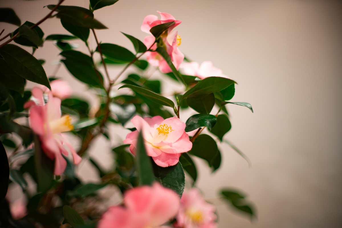f:id:Paradisia:20190323185708j:plain