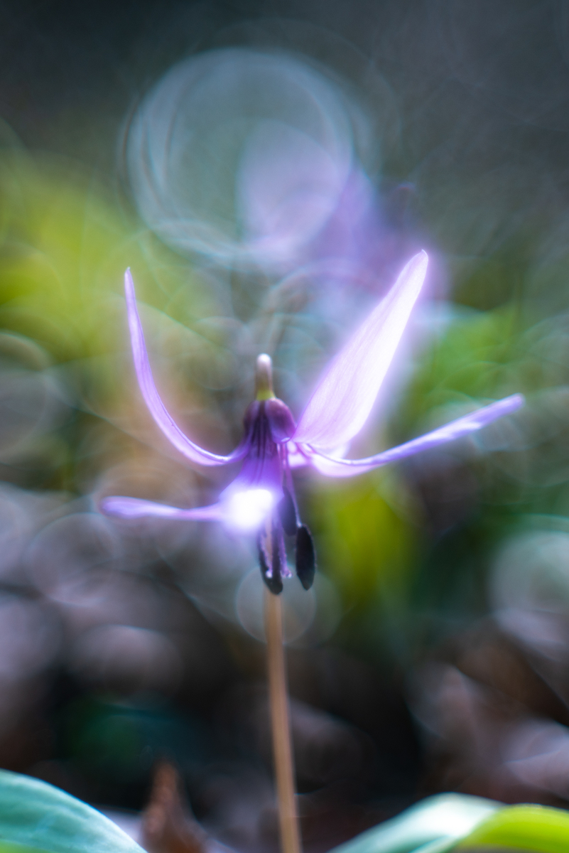 万葉集で詠まれたカタクリの花 光と風と薔薇と 万葉集で詠まれたカタクリの花 光と風と薔薇と