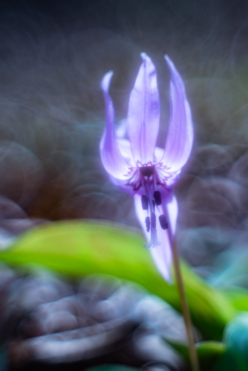 f:id:Paradisia:20190326075425j:plain f:id:Paradisia:20190326075425j:plain