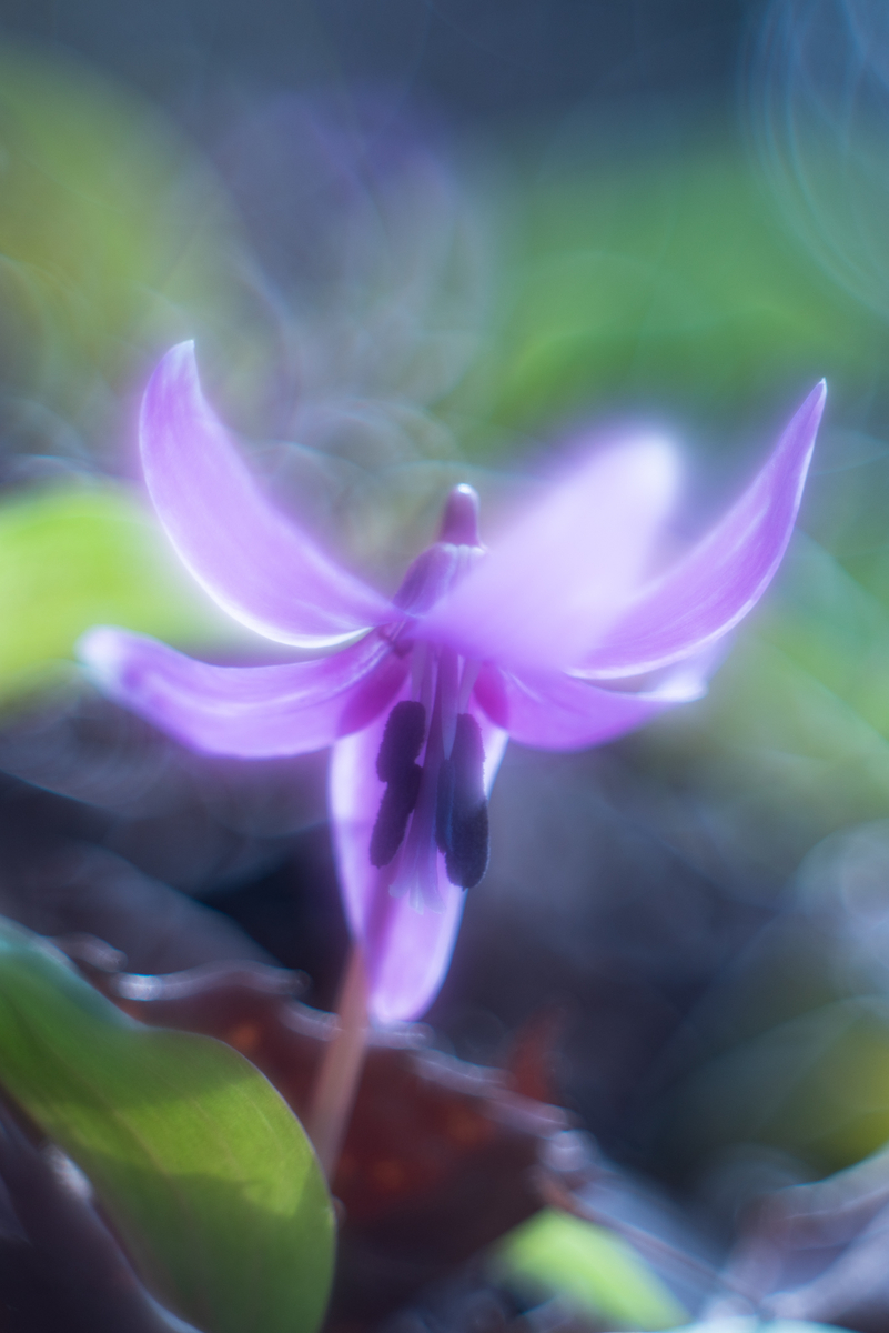 f:id:Paradisia:20190326075442j:plain f:id:Paradisia:20190326075442j:plain