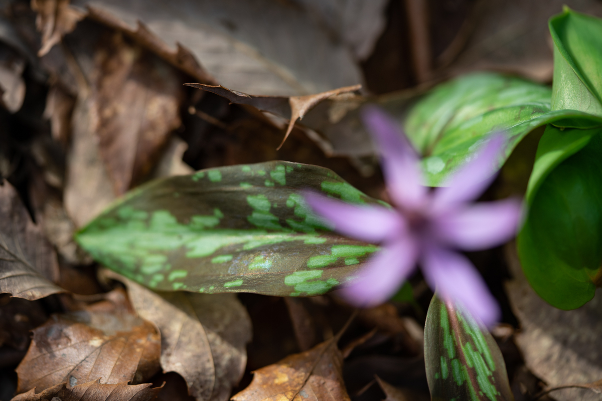 f:id:Paradisia:20190326075538j:plain f:id:Paradisia:20190326075538j:plain