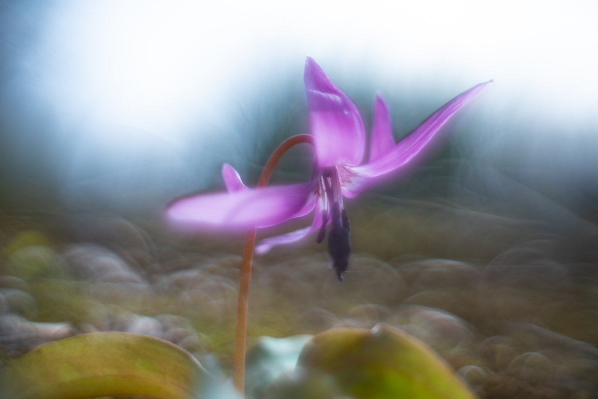 万葉集で詠まれたカタクリの花 光と風と薔薇と 万葉集で詠まれたカタクリの花 光と風と薔薇と