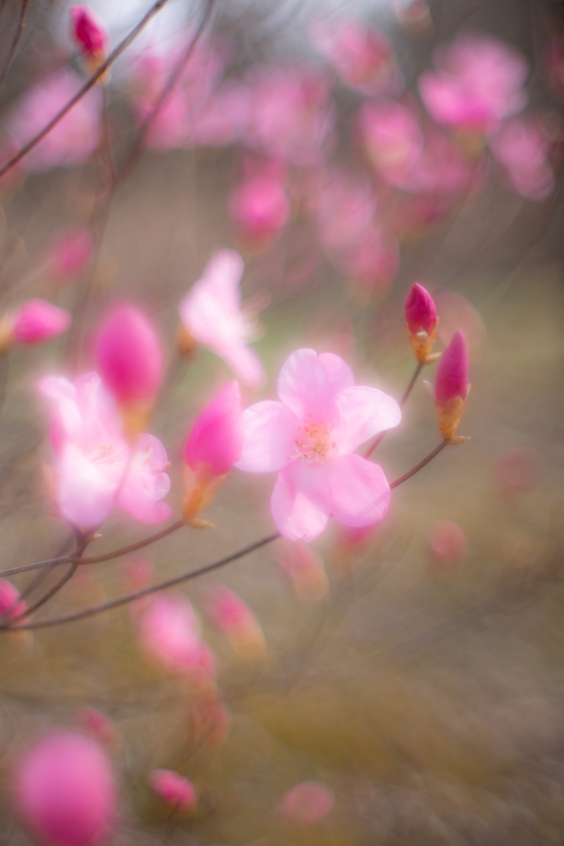 花咲か爺さんがここにも 光と風と薔薇と