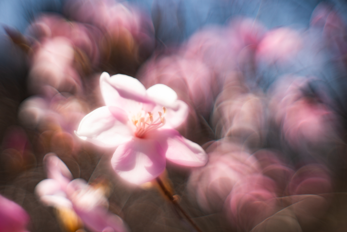 f:id:Paradisia:20190326170102j:plain