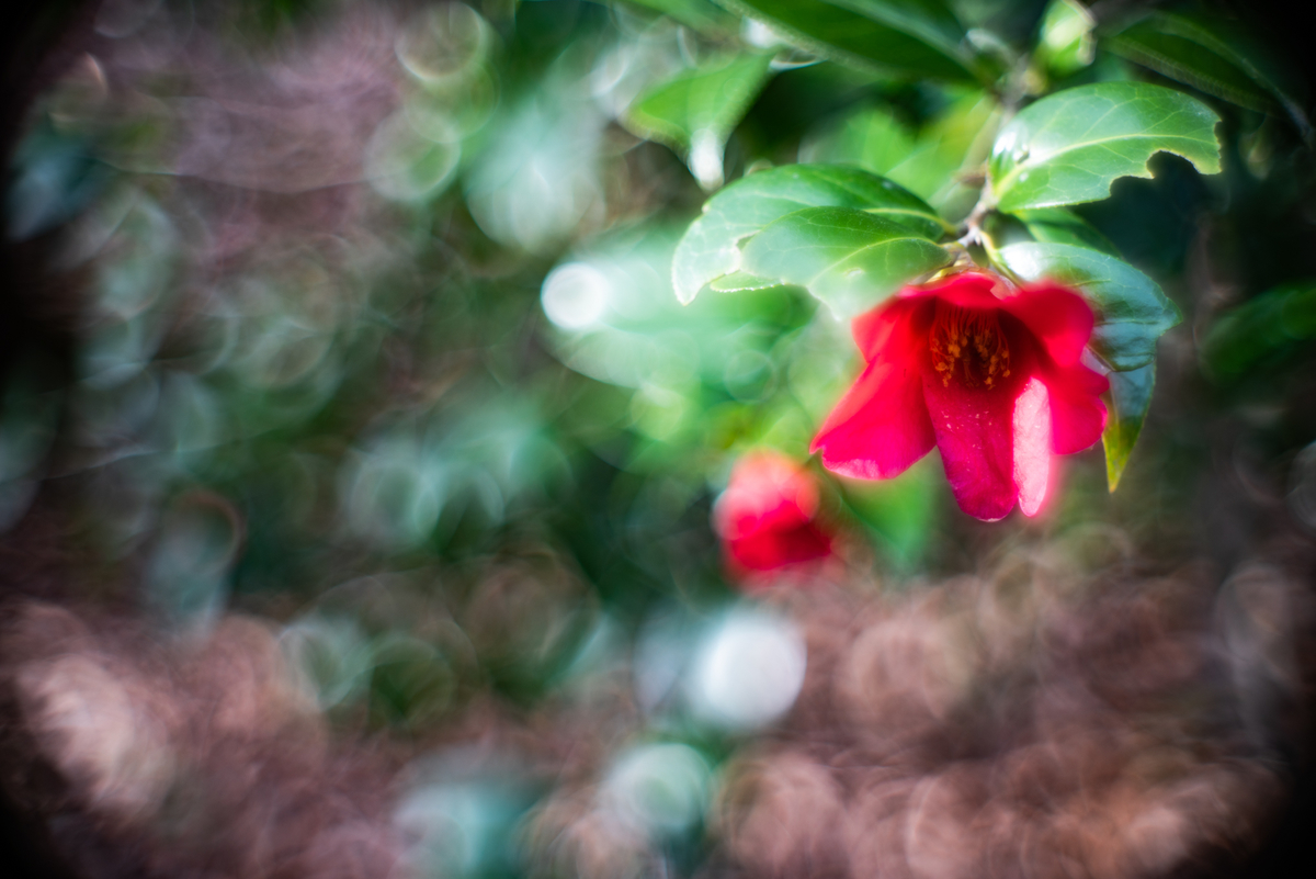 f:id:Paradisia:20190326171133j:plain