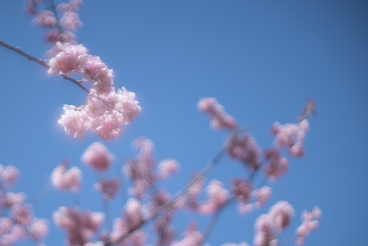 f:id:Paradisia:20190327071901j:plain