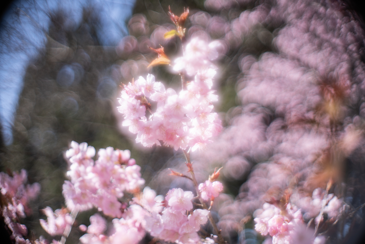 f:id:Paradisia:20190327071927j:plain f:id:Paradisia:20190327071927j:plain