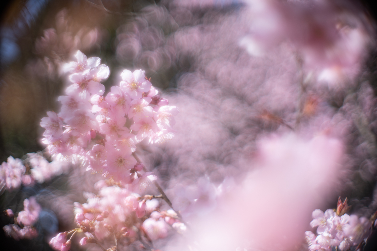 f:id:Paradisia:20190327071955j:plain f:id:Paradisia:20190327071955j:plain