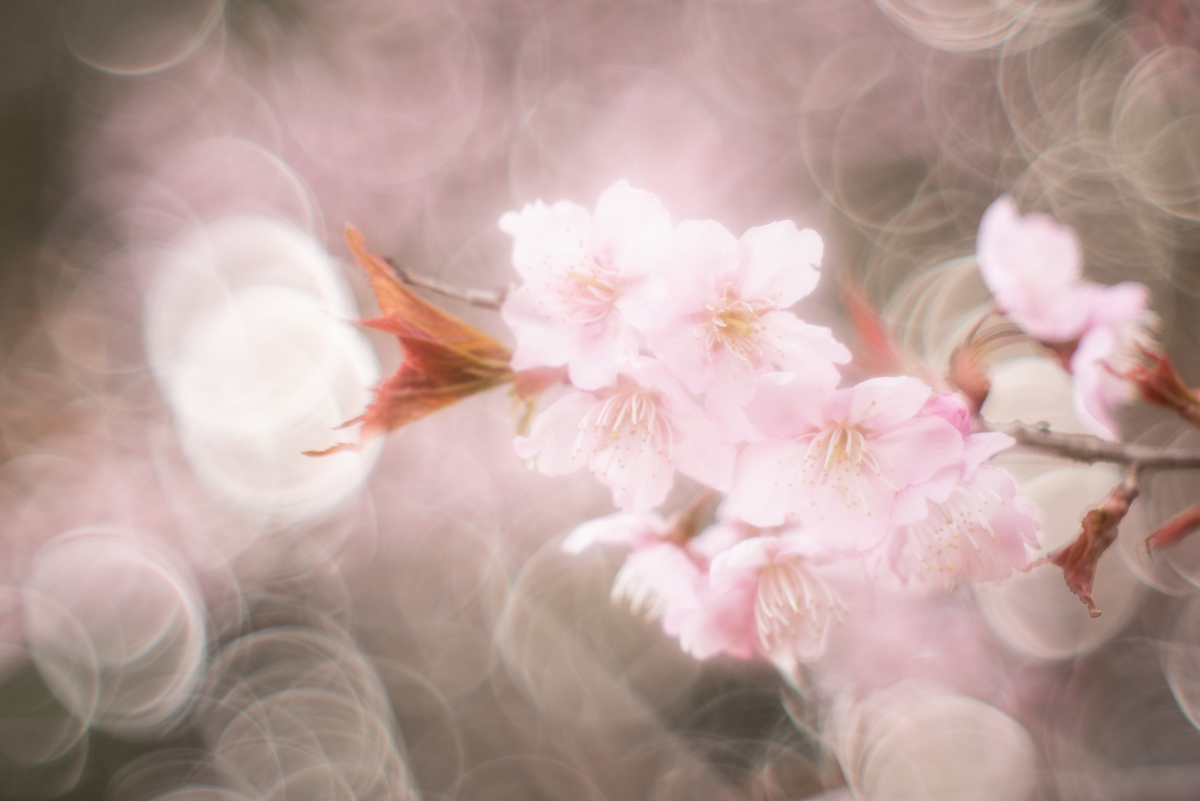 f:id:Paradisia:20190327072438j:plain
