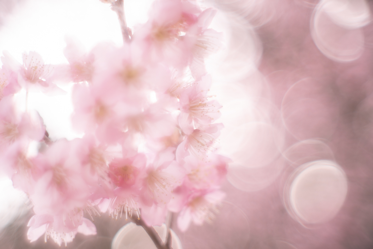 f:id:Paradisia:20190327072530j:plain f:id:Paradisia:20190327072530j:plain